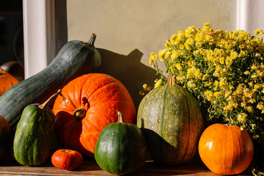 Vibrant autumn pumpkins and yellow flowers display