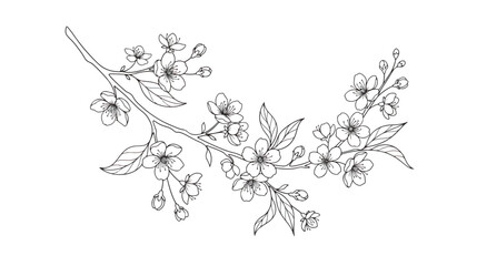 Hand drawn cherry blossom branch vector, elegant sakura flower line art, botanical spring floral sketch for wedding invitations and greeting cards © Rafay