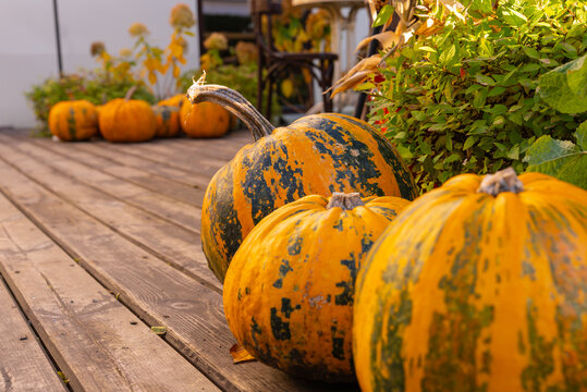 Autumn pumpkins on a wooden deck with greenery
