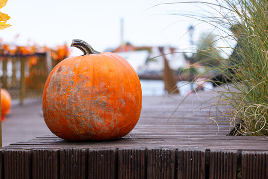 Rustic autumn pumpkin as natural decor