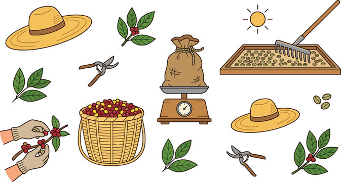 Coffee Harvest and Farming Collection with Coffee Cherry Picking, Drying Beans, Burlap Sack, Farmer Hat, Scale, and Plantation Vector Illustration Set