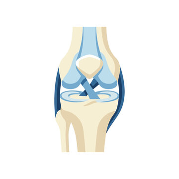 Anatomy of human knee joint structure.