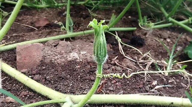Close up eye level view focusing on a young pumpkin bud and its tiny curly tendril waving subtly on a crawling green vine.