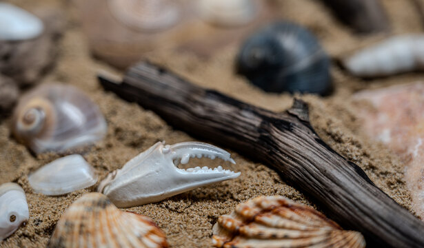Still life of shells and artifacts shaped and returned by the sea