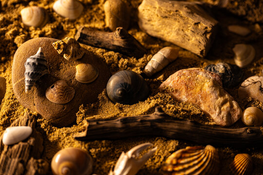 Still life of shells and artifacts shaped and returned by the sea