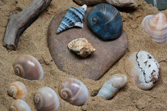 Still life of shells and artifacts shaped and returned by the sea