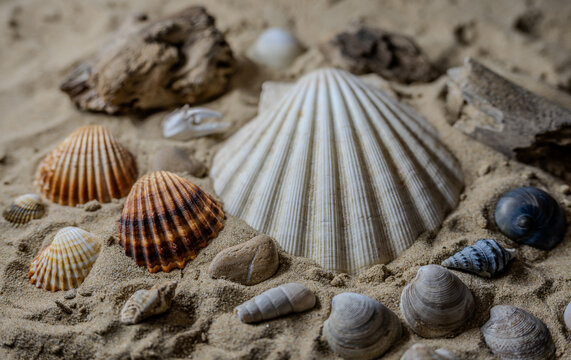 Still life of shells and artifacts shaped and returned by the sea