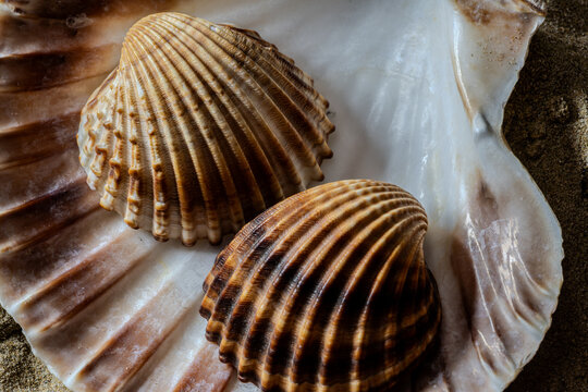 Still life of shells and artifacts shaped and returned by the sea