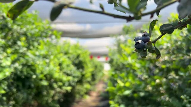 A berry farm in Israel. Blueberry bushes with ripe berries on the branches. Close-up. Potted bushes. Berry harvest at Katif, a kibbutz.