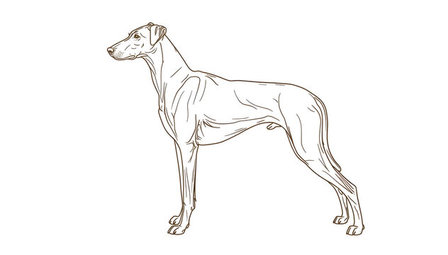Irish Wolfhound dog in bold line art on white background