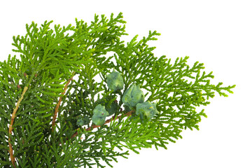 Fototapeta premium Green thuja branch isolated on white background.