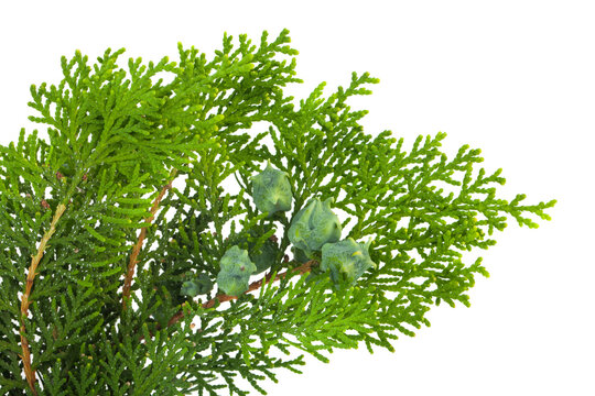 Green thuja branch isolated on white background.