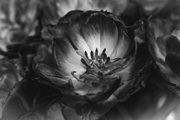 Tulipan w zbliżeniu na rozmytym tle – wiosenny kwiat, makrofotografia natury. Makrofotografia idealna do projektów związanych z naturą, ogrodnictwem, romantyzmem, Wielkanocą i Dniem Matki. © Aneta