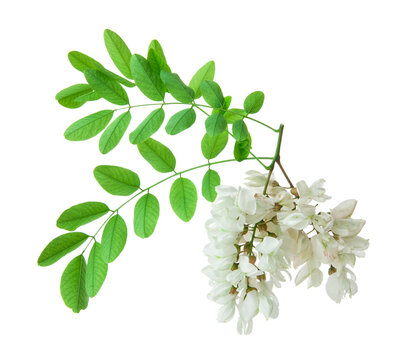 Acacia flowers isolated on white background.