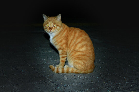 Orange tabby cat sitting quietly on dark asphalt pavement at night
