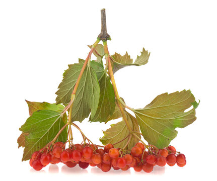 Red viburnum isolated on white background.