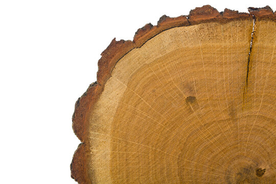 Tree cut isolated on white background.
