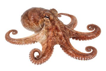 Common octopus with curled tentacles and visible suckers © Laura