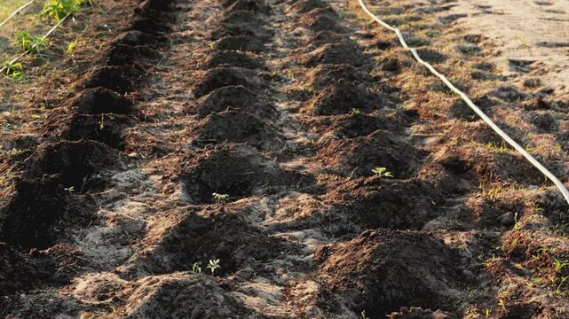 Blue water barrel close up on dry agricultural field during heatwave in Europe. Irrigation system line on garden ground, climate change, drought and water scarcity concept