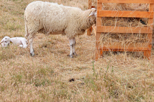 une brebis et son agneau
