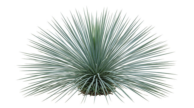 Symmetrical spiky desert plant with sharp needle-like leaves radiating outwards in a spherical shape cutout