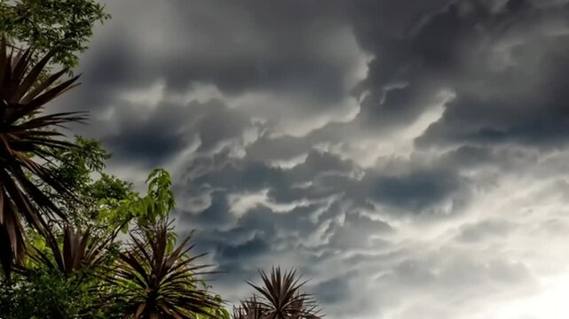 Dramatic stormy sky with tropical trees.