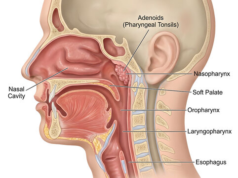 Sagittal anatomy of human head showing adenoids, pharynx and respiratory tract.