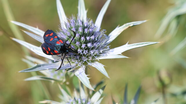 Mariposa