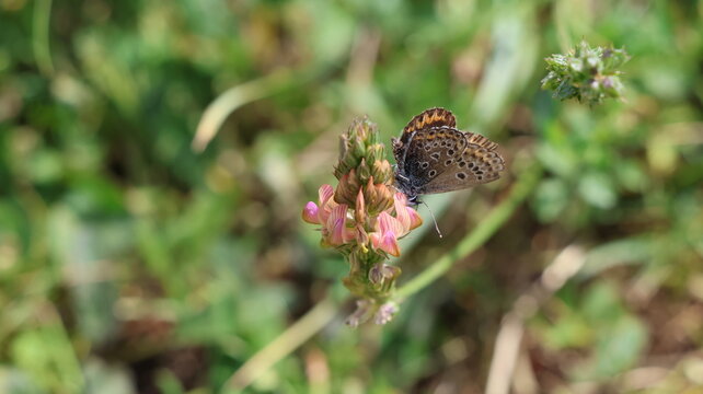 Mariposa