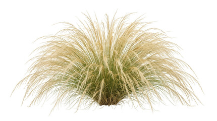 Fototapeta premium Large ornamental grass clump with fine cascading golden-tan foliage and soft feathery plume texture