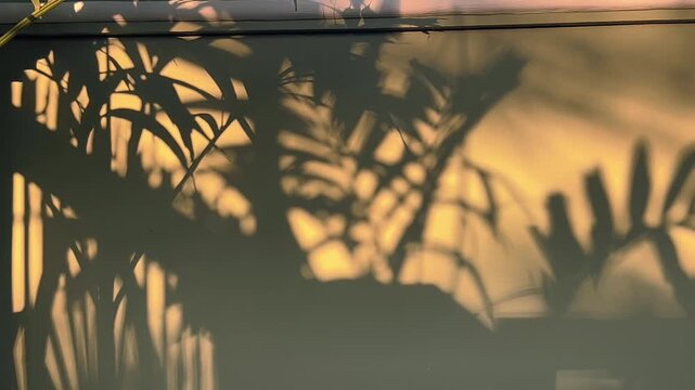 Tropical Plant Shadows on Wall with Warm Sunset Light Background