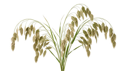 Fototapeta premium Elegant bunch of ornamental grass with arching stalks and drooping feathery seed heads in warm golden tones