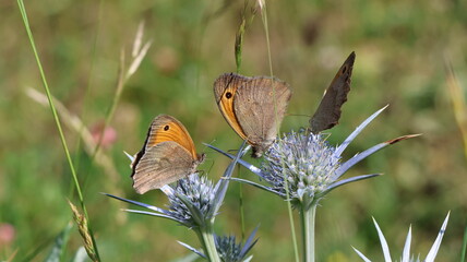 tres mariposas succionando nectar © Gines