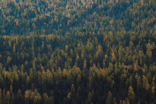 Paesaggio alpino con foresta di pini in lontananza, Engadina, Svizzera