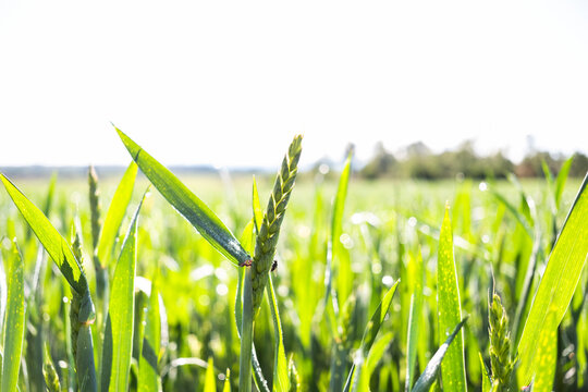 Wheat field in spring with fresh green growth