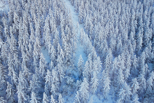 Aerial view of a dense coniferous forest covered in fresh white snow during winter in the mountains of Laux, Piedmont, Italy.