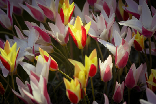 Colorful tulip field at sunset with soft natural light