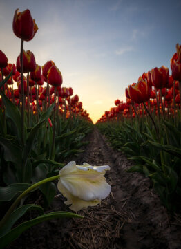 Sunset tulip field rows with a fallen white bloom foreground