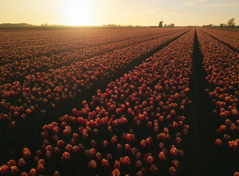 Sunset over tulip field rows with windmill on horizon