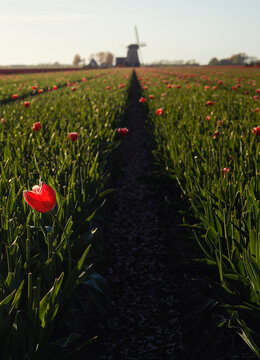 Dutch tulip field with distant windmill at sunrise