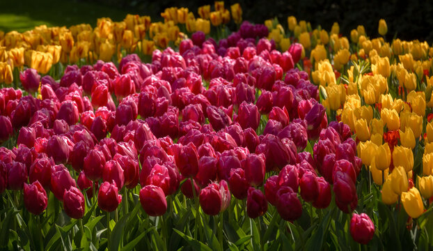 Colorful tulip field in spring sunlight, close up view