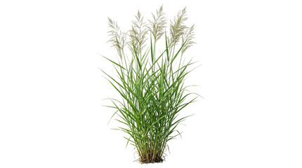 Fototapeta premium Ornamental grass clump featuring tall stalks and dense, feathery brownish seed heads