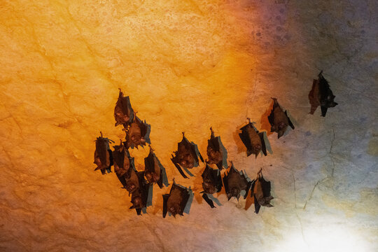 Fruit bat colony hanging in limestone cave, Vietnam