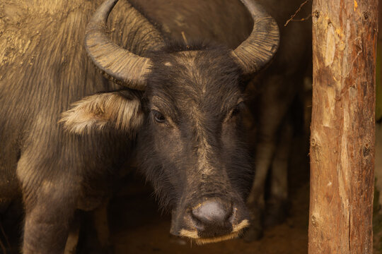 Close-up of water buffalo in rustic pen in Vietnam