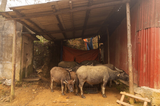Water buffalo in rural Vietnam farm shelter and barnyard
