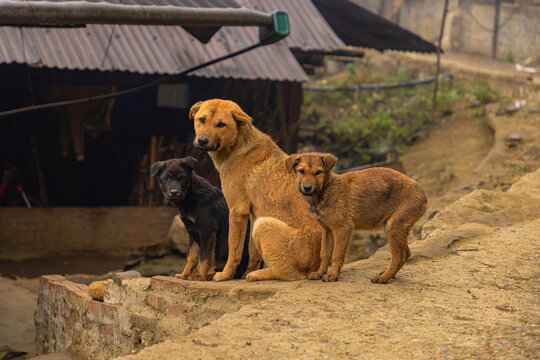 Village dogs in rural Vietnam on a dirt road by huts