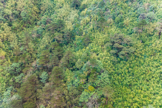 Aerial view of lush tropical forest canopy in Vietnam