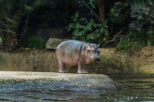 Young hippopotamus standing in natural zoo habitat