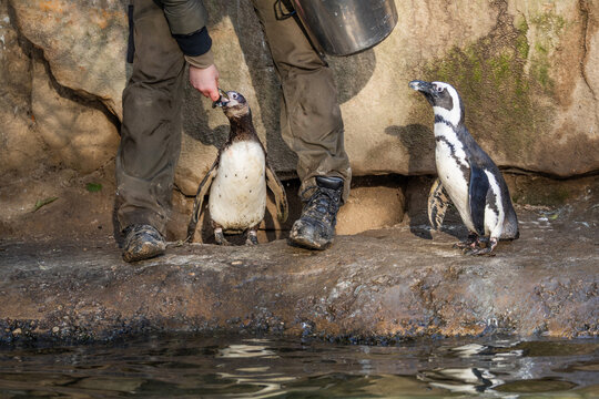 Humboldt penguins being fed by caretaker at zoo