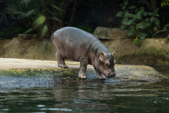 Young hippopotamus approaching water in natural habitat